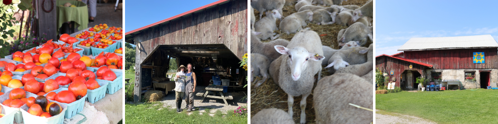 Elmgrove: tomato, farmers, sheep, barn