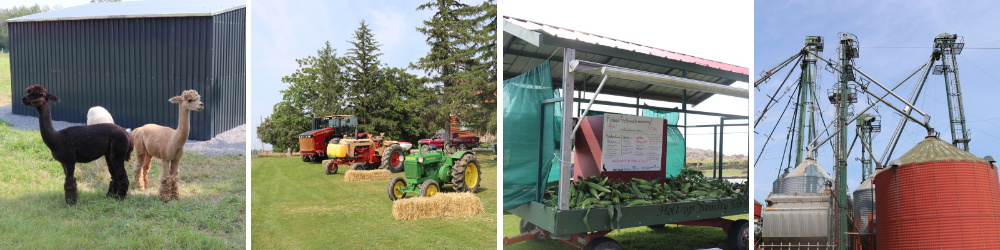 Holtrop: alpaca, tractor, corn, silo 